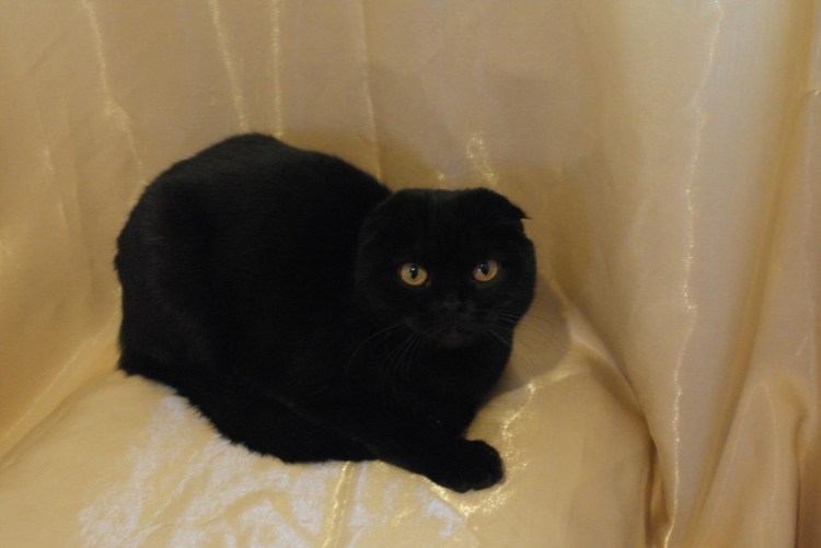 Британская вислоухая кошка черная