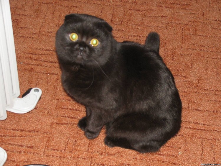 Шотландский вислоухий кот черный