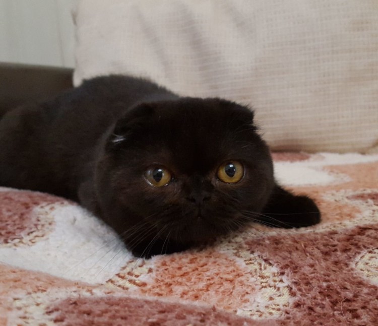 Британская вислоухая кошка черная