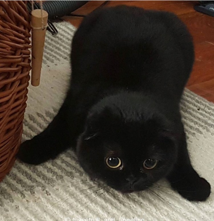 Шотландская вислоухая черная