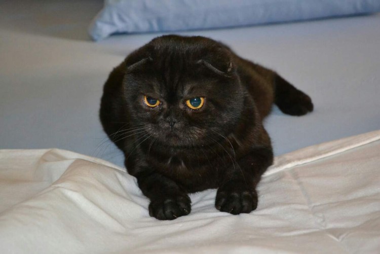 Черные Шотландские вислоухие котята