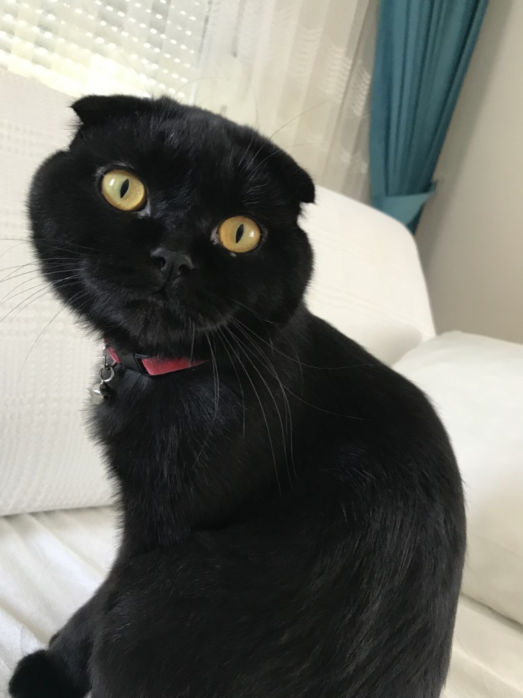 Шотландская вислоухая кошка черная