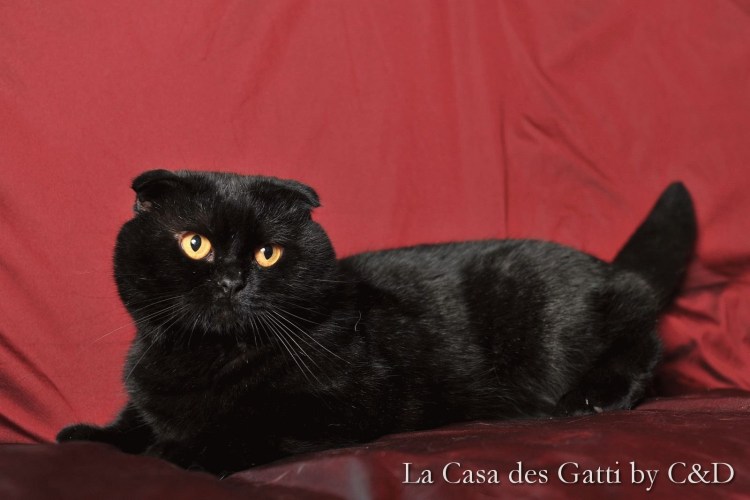 Британец вислоухий черный