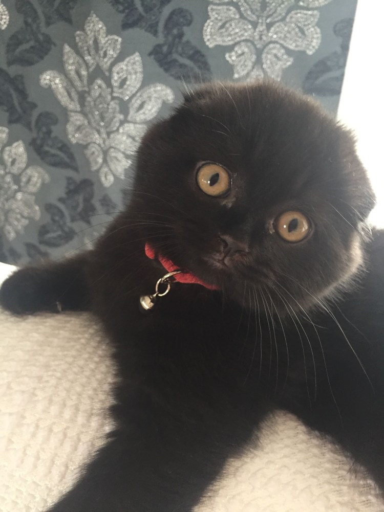 Черные Шотландские вислоухие котята