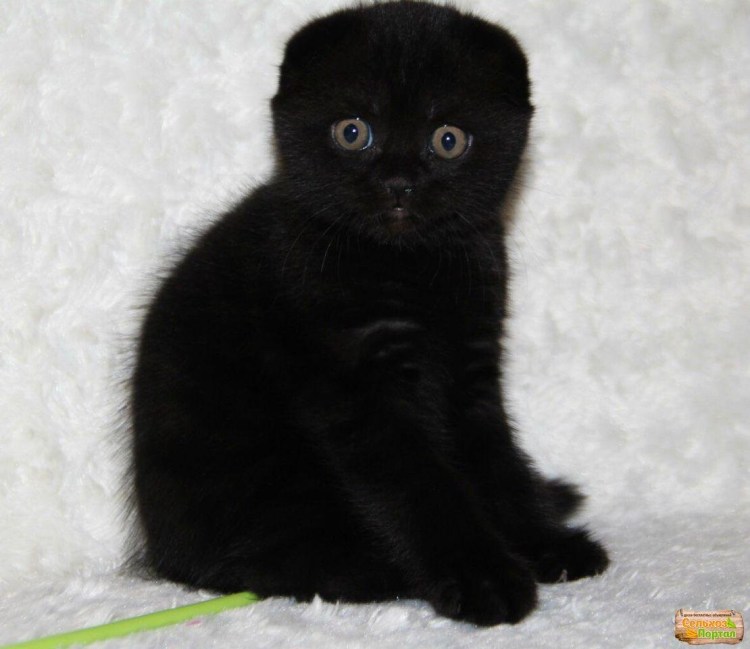 Шотландский вислоухий кот черный и серый