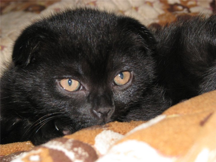 Британская короткошерстная вислоухая черная