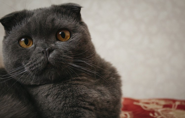 Шотландская вислоухая кошка черного окраса
