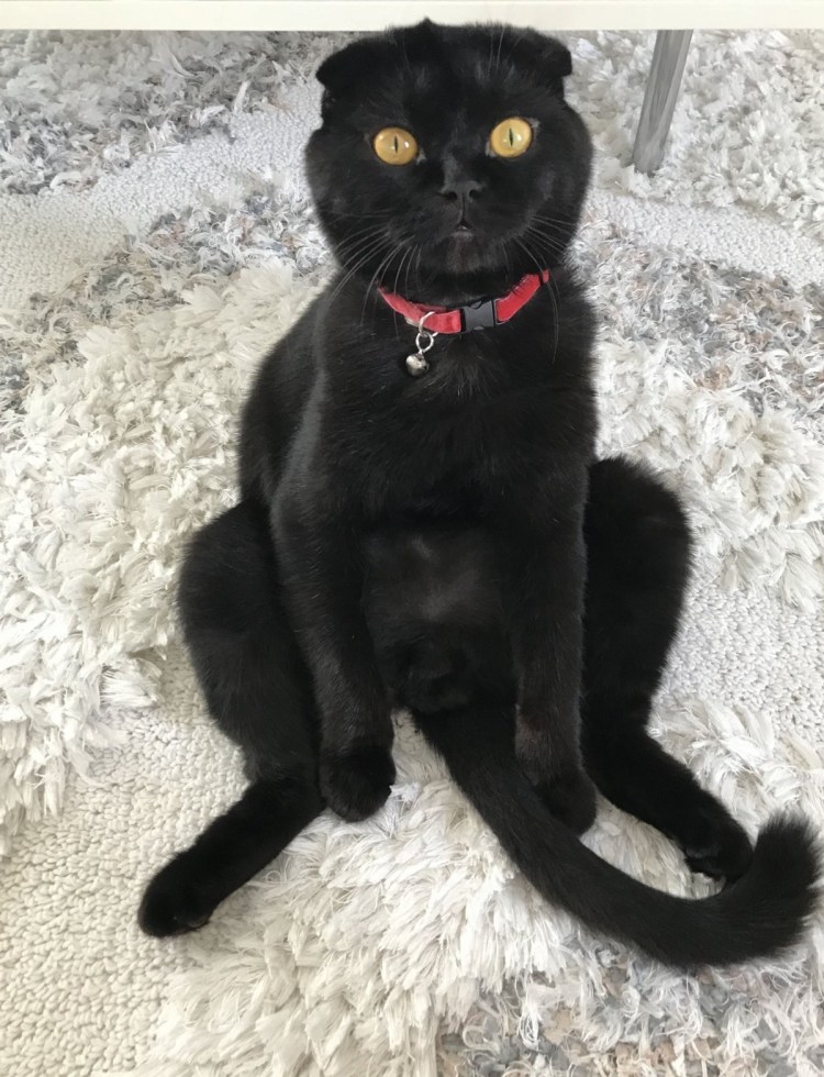 Скоттиш фолд черный