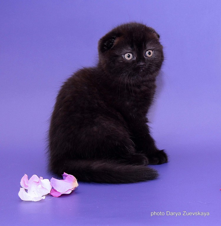 Черные Шотландские вислоухие котята