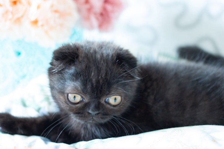 Британский вислоухий кот черный