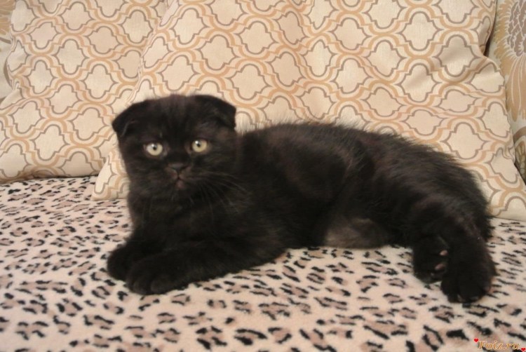 Шотландская вислоухая кошка черная