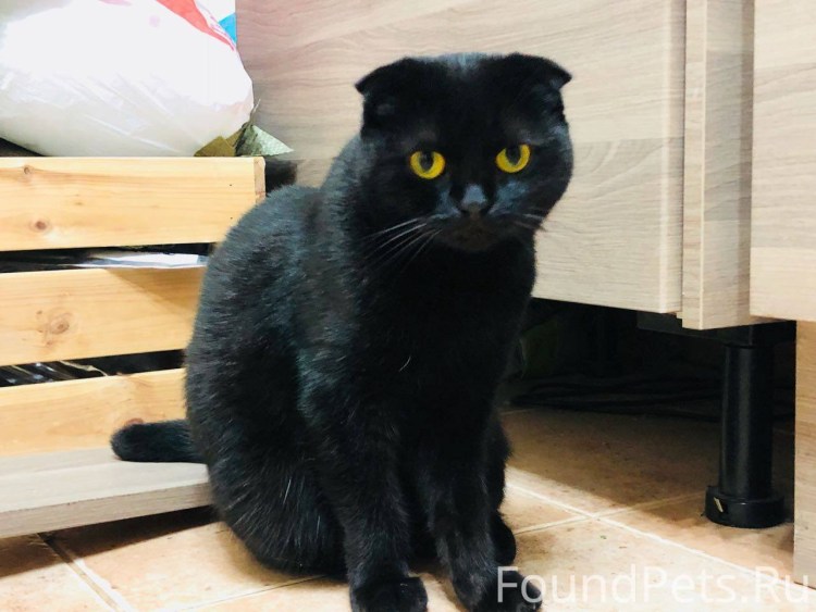 Британский вислоухий котенок черный