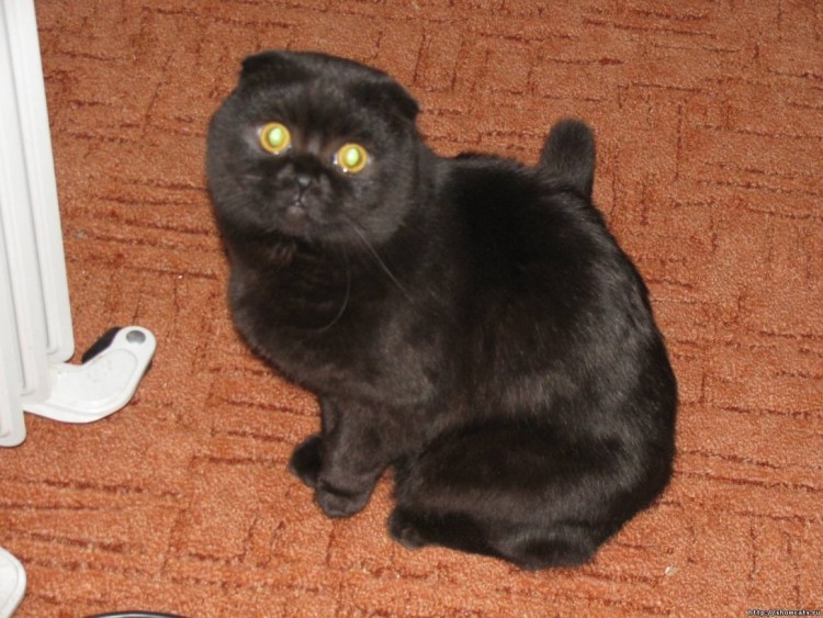 Вислоухая кошка чёрные уши коричневое тело