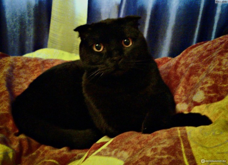 Кошка британка вислоухая темная