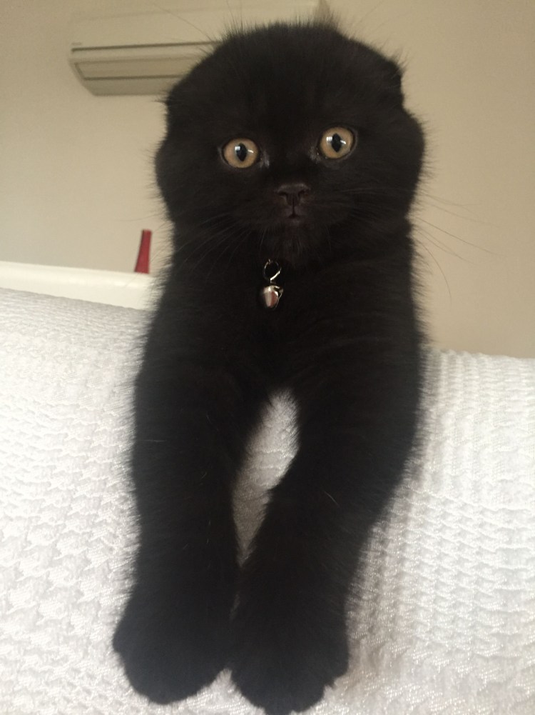 Скоттиш фолд эбони