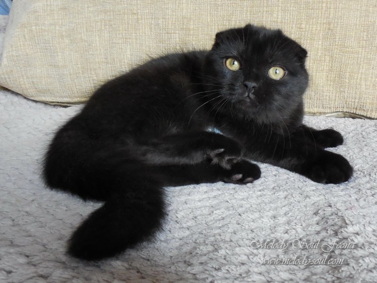 Британец вислоухий черный