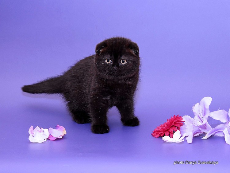 Скоттиш страйт черный вислоухий