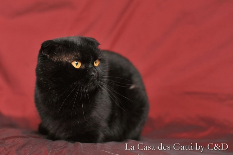 Скоттиш фолд вислоухий черный
