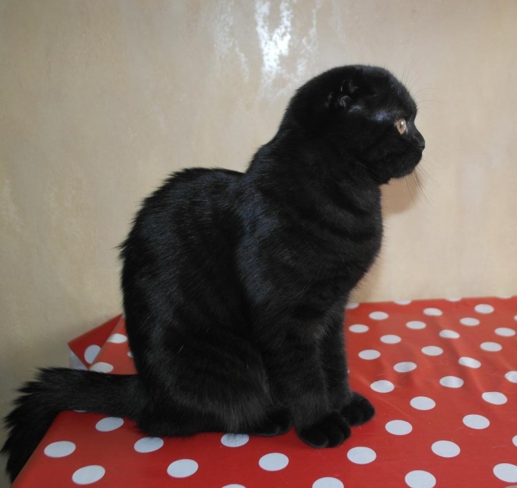 Скотишфолд вислоухий в гирлянде