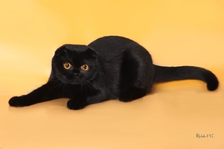 Скоттиш фолд котята черные