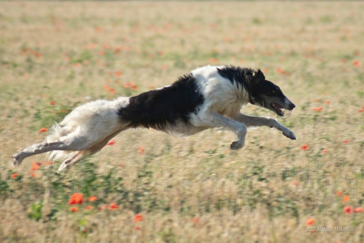 Уиппет курсинг