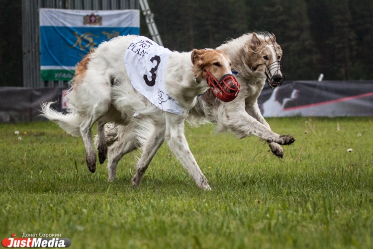 Русская псовая борзая бег