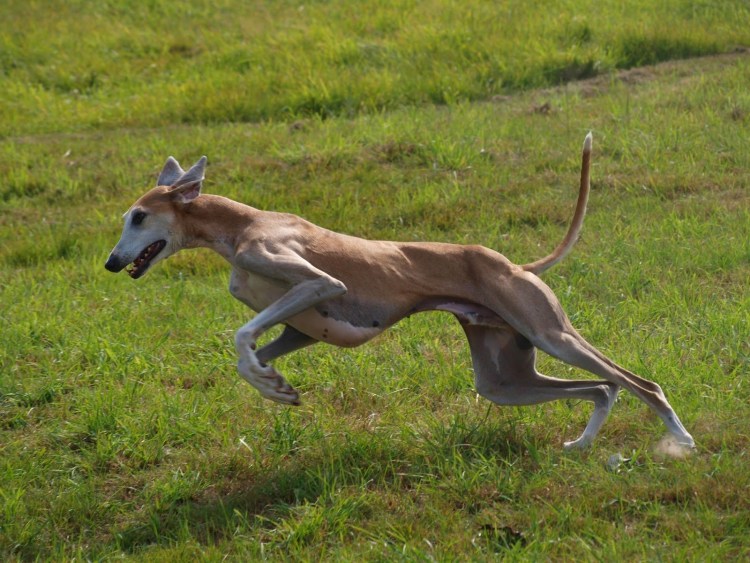 Хортая борзая