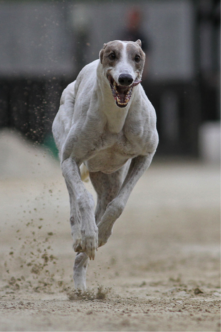 Бега борзая собака Грейхаунд