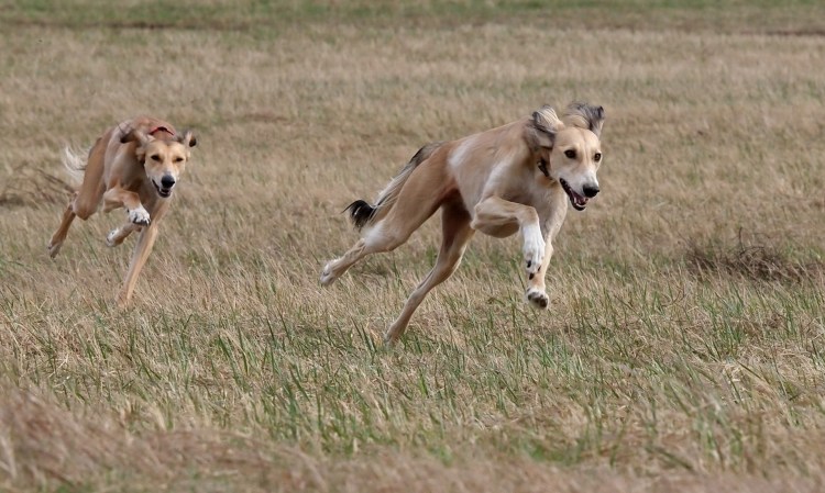 Собачьи бега салюки