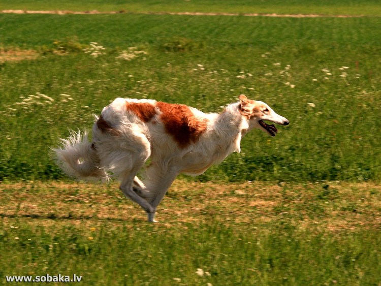 Русская псовая борзая