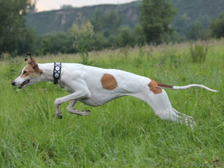 Грейхаунд бежит