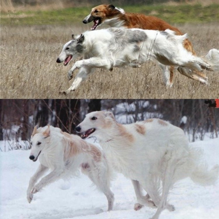 Русская псовая борзая бег