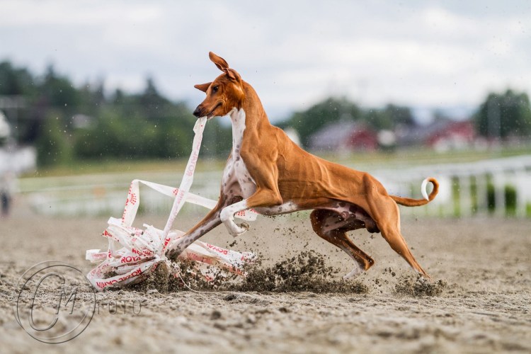 Борзые собаки курсинг