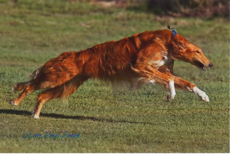 Русская псовая борзая