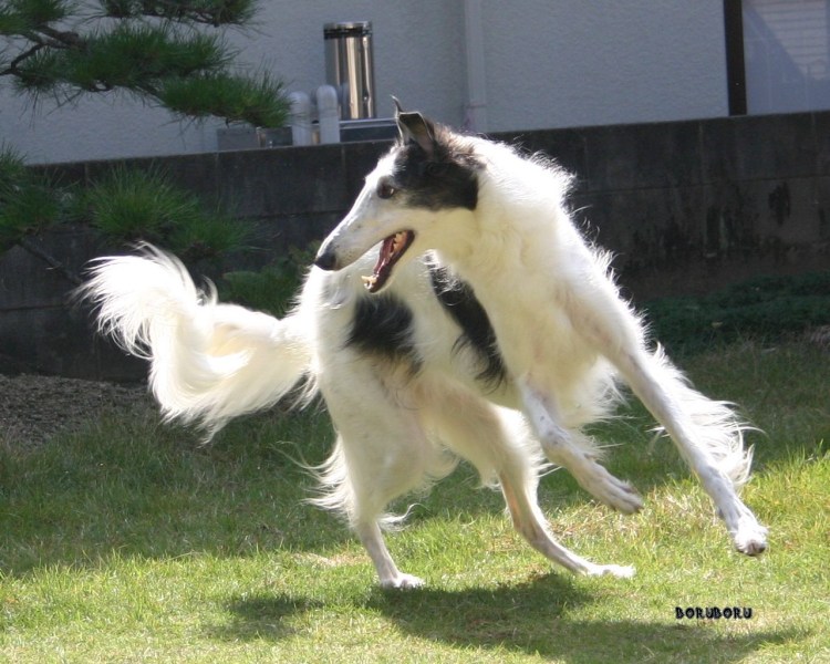 Уиппет в прыжке