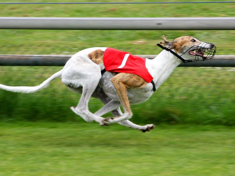 Грейхаунд Брэдли