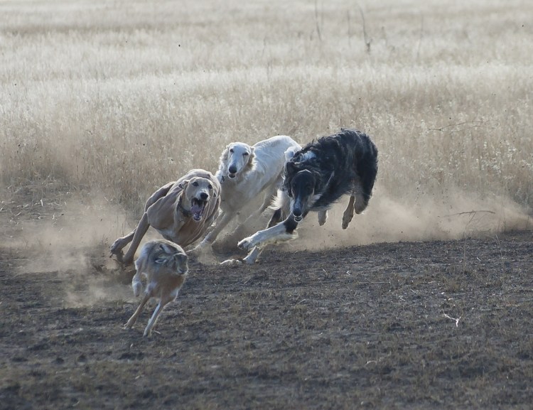 Русская псовая борзая бег
