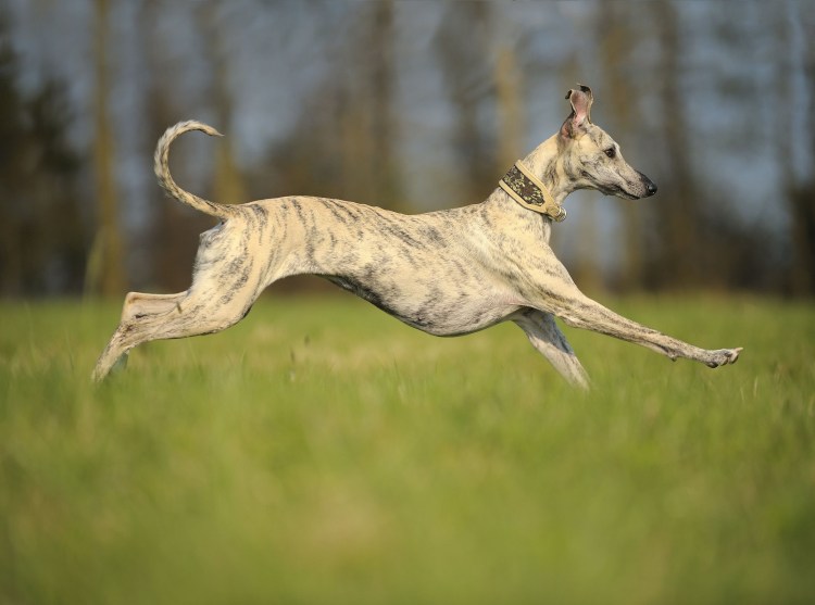 Австралийская кенгуровая собака