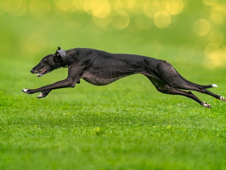 Русская борзая лес