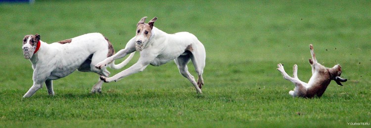 Чёрная псовая борзая стоки