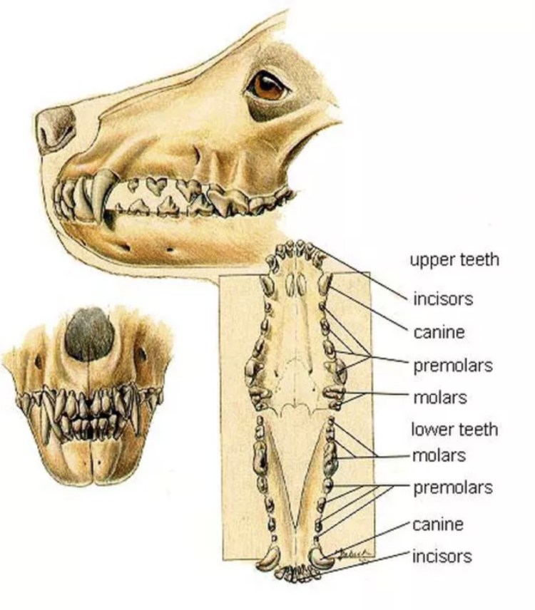 Строение черепа кошки