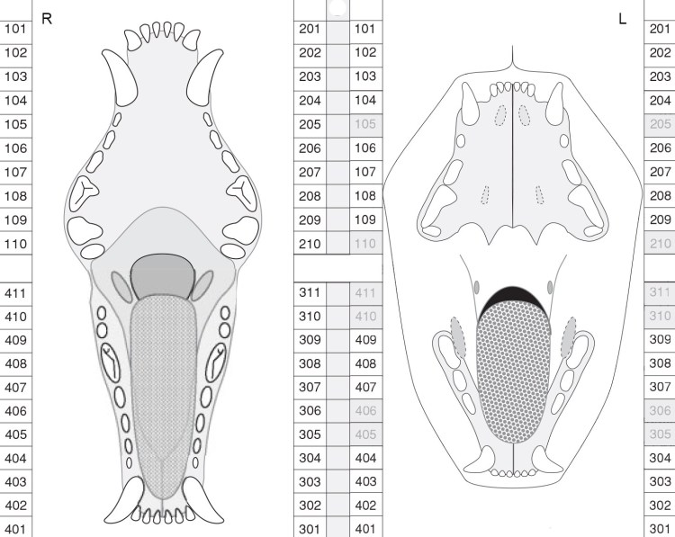 Строение зубов кота схема