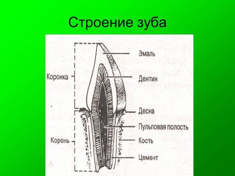 Зубная формула собаки схема