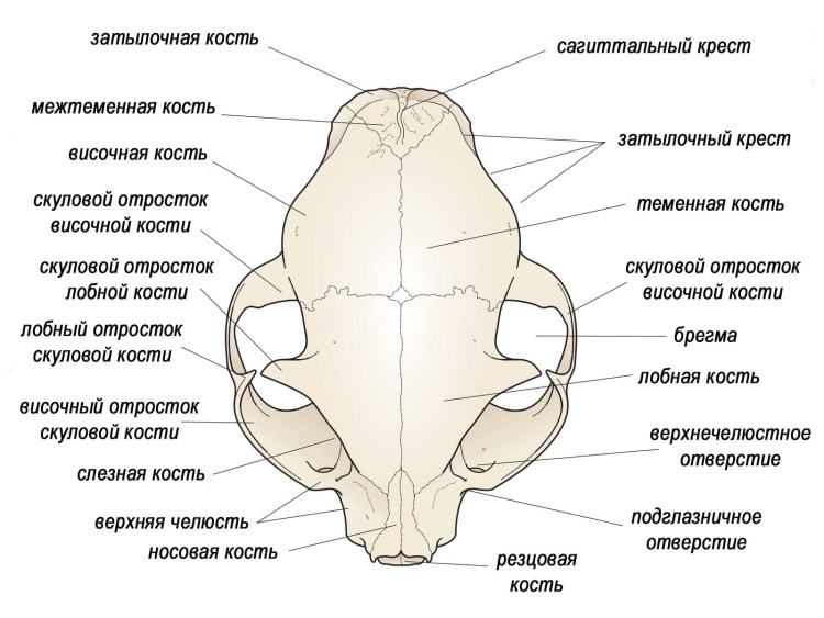 Молочные кошачьи зубы схема