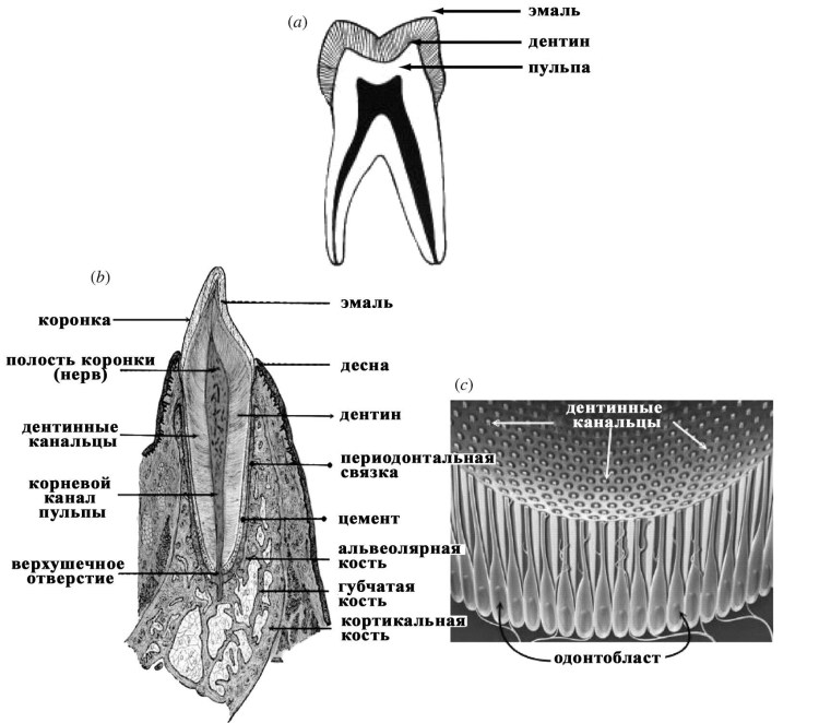 Строение черепа кота