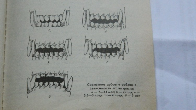 Строение зубов млекопитающих биология 7 класс