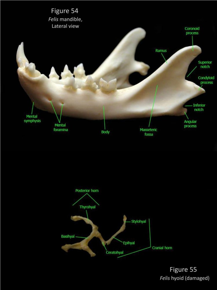 Анатомия кошачьих зубов
