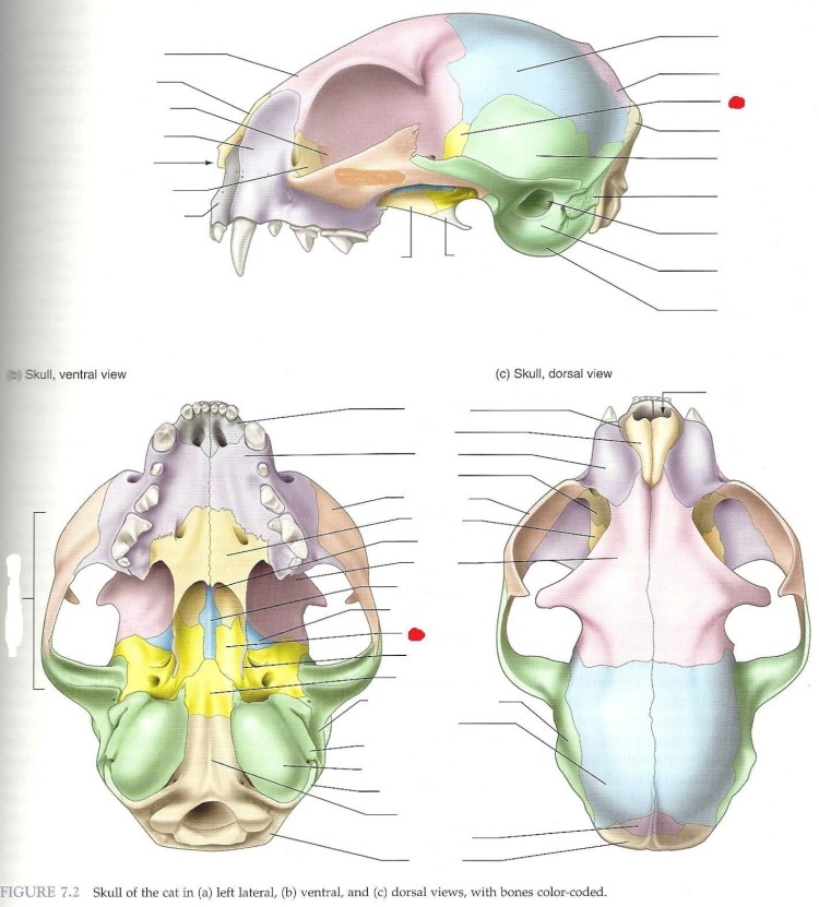 Формула зубов Сибирского крота