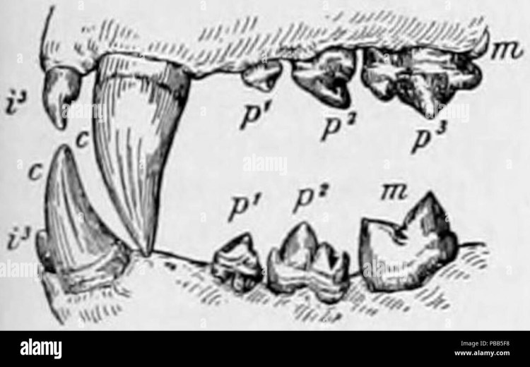 Челюсть кошки анатомия