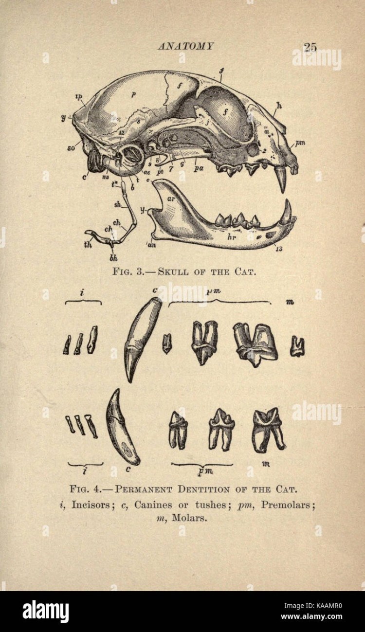 Canine Dental Assessment Chart